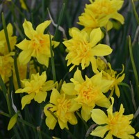 Narcis Odorus Plenus - 5 ks v balení
