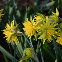 Narcis Rip Van Winkle - 5 ks v balení