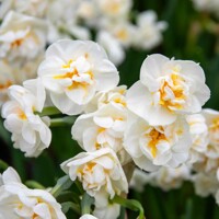 Narcis Bridal Crown - 3 ks v balení