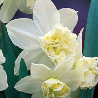 Narcis White Marvel - 3 ks v balení