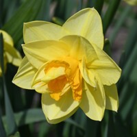 Narcis Apotheose - 2 ks v balení