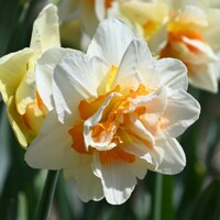 Narcis Flower Parade 1ks