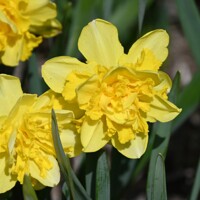 Narcis Spring Paradijs 1ks