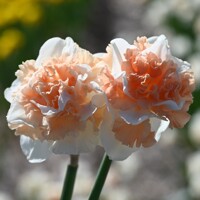 Narcis Flower Surprise 1ks