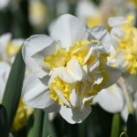 Narcis Lennart 1ks