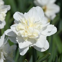 Narcis Easter Born 1ks