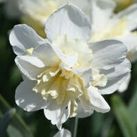 Narcis Amira 1ks