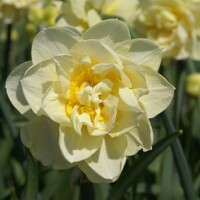 Narcis Manly 1ks