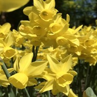 Narcis Sunlight Sensation - 5 ks v balení