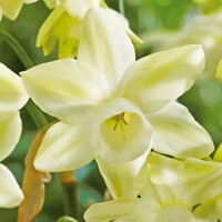 Narcis Moonlight Sensation - 3 ks v balení