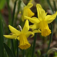 Narcis February Gold - 3 ks v balení