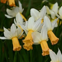 Narcis Winter Waltz - 2 ks v balení