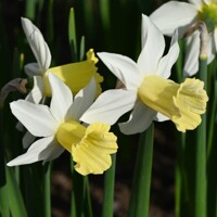 Narcis February Silver - 2 ks v balení