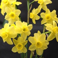 Narcis Sabrosa - 5 ks v balení