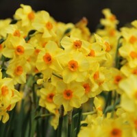Narcis Mariette - 5 ks v balení