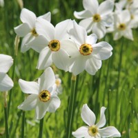 Narcis Poeticus Recurvus - 3 ks v balení