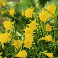 Narcis Golden Bells - 5 ks v balení