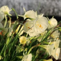 Narcis Arctic Bells - 5 ks v balení