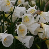 Narcis White Petticoat - 3 ks v balení