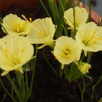 Narcis Julia Jane - 3 ks v balení