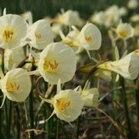 Narcis Spoirot - 3 ks v balení