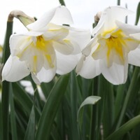 Narcis Lemon Beauty - 3 ks v balení