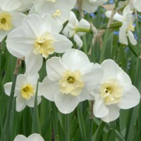 Narcis Papillion Blanc - 3 ks v balení