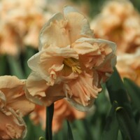 Narcis Apricot Whirl - 2 ks v balení
