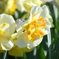 Narcis Donaupark - 2 ks v balení