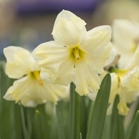 Narcis Cassata - 2 ks v balení