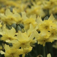 Narcis Exotic Mystery - 2 ks v balení