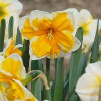 Narcis Orangery - 2 ks v balení