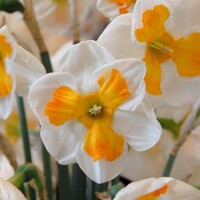 Narcis Tricollet - 2 ks v balení