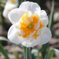Narcis Dolly Mollinger - 2 ks v balení