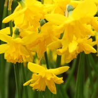 Narcis Winter Starlet - 2 ks v balení