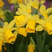 Narcis Tete A Tete - 5 ks v balení