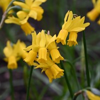 Narcis Little Emma - 2 ks v balení
