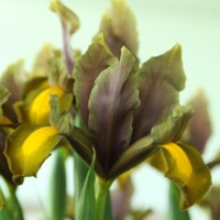 Iris Hollandica Autumn Princess - 5 ks v balení