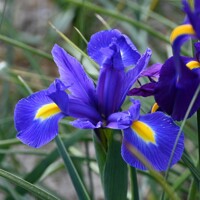 Iris Hollandica Blue Magic - 5 ks v balení