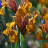 Iris Hollandica Bronze Beauty - 5 ks v balení