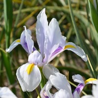 Iris Hollandica Carmen - 5 ks v balení