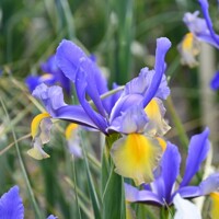 Iris Hollandica Miss Saigon - 5 ks v balení