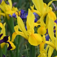 Iris Hollandica Stronggold - 5 ks v balení
