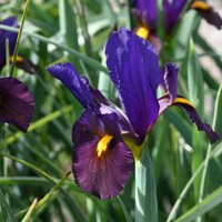 Iris Hollandica Tigereye - 5 ks v balení