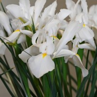 Iris Hollandica White Magic - 5 ks v balení