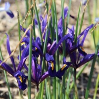 Iris Reticulata - 5 ks v balení