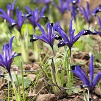 Iris Reticulata Blue Note - 5 ks v balení