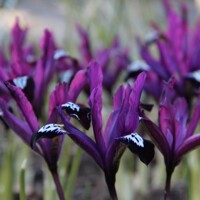 Iris Reticulata Pauline - 5 ks v balení