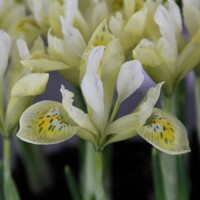 Iris Reticulata Katherines Gold - 3 ks v balení