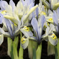 Iris Reticulata Katherine Hodgkin - 3 ks v balení